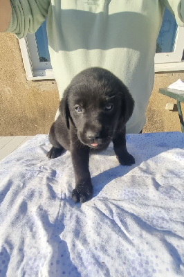 Les chiots de Labrador Retriever