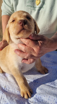 Les chiots de Labrador Retriever