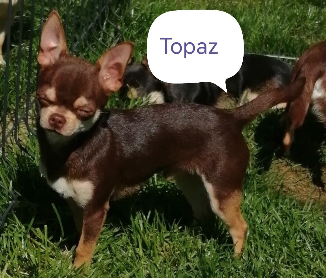 Topaz Du Moulin Des Petits Gringos