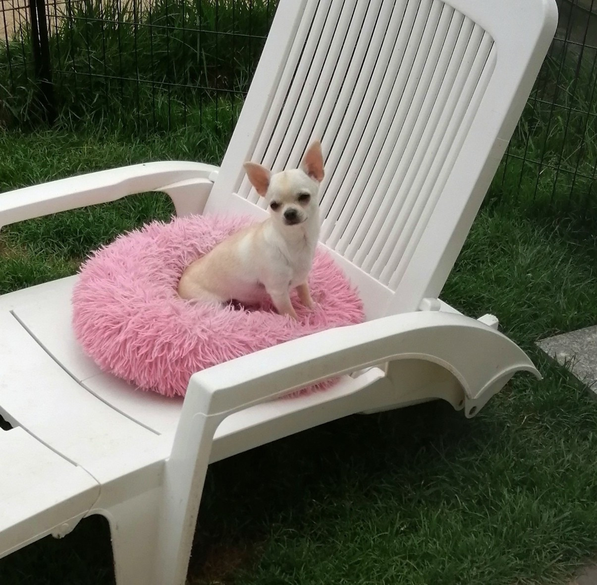 Vanilla Du Moulin Des Petits Gringos