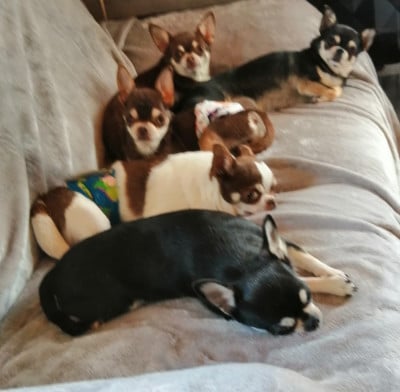 Du Moulin Des Petits Gringos