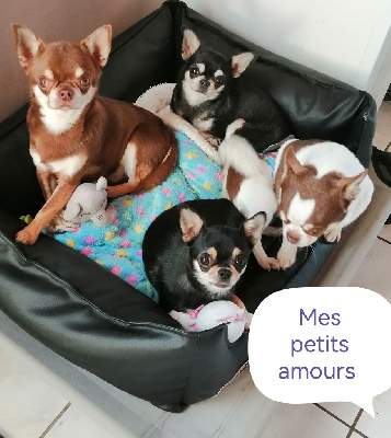 Du Moulin Des Petits Gringos