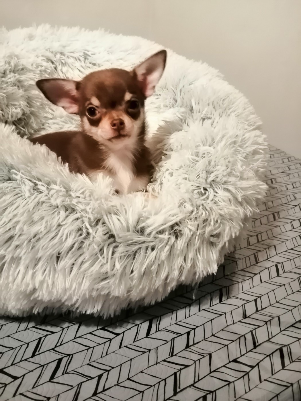 Alora - Chihuahua