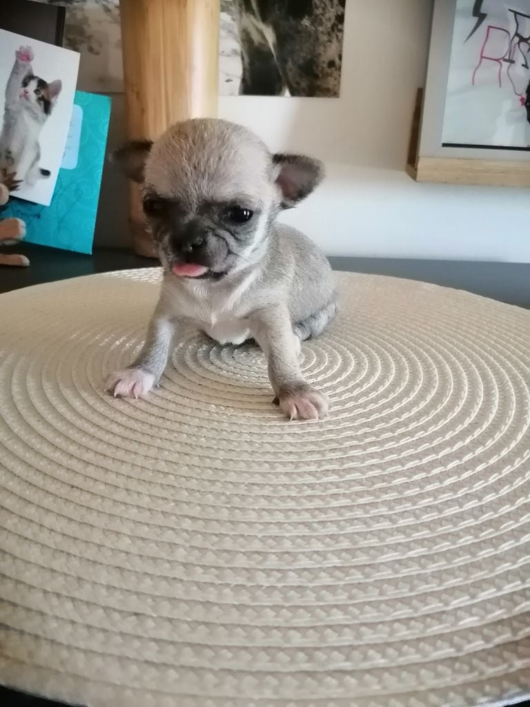 She-ra Du moulin des petits gringos