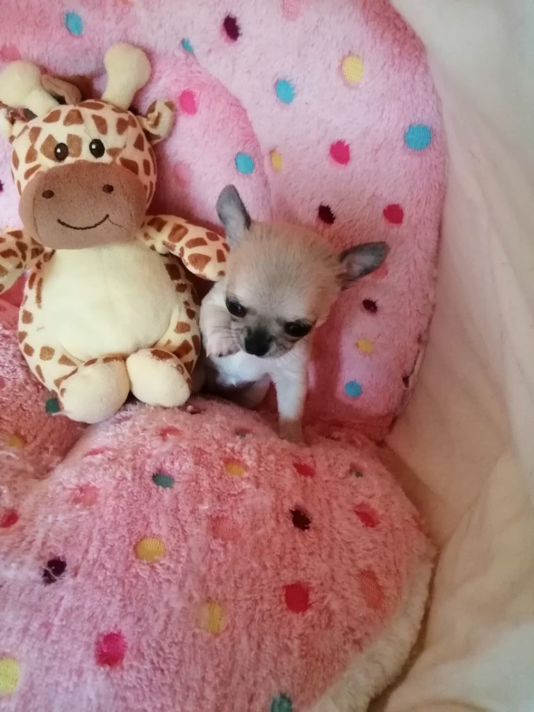 She-ra Du moulin des petits gringos