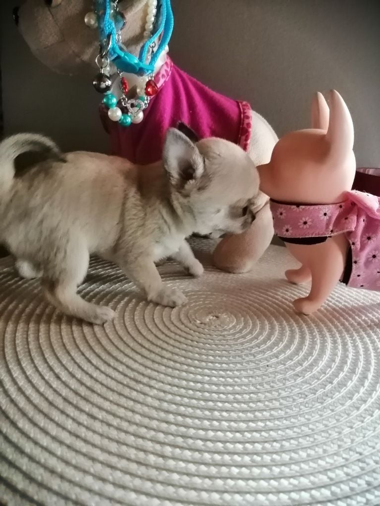 She-ra Du moulin des petits gringos