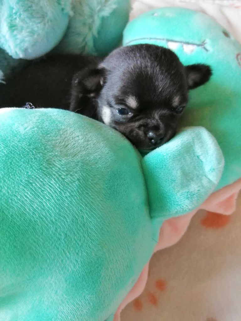 Sirius du moulin des petits gringos