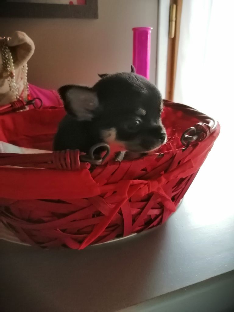 Sirius du moulin des petits gringos