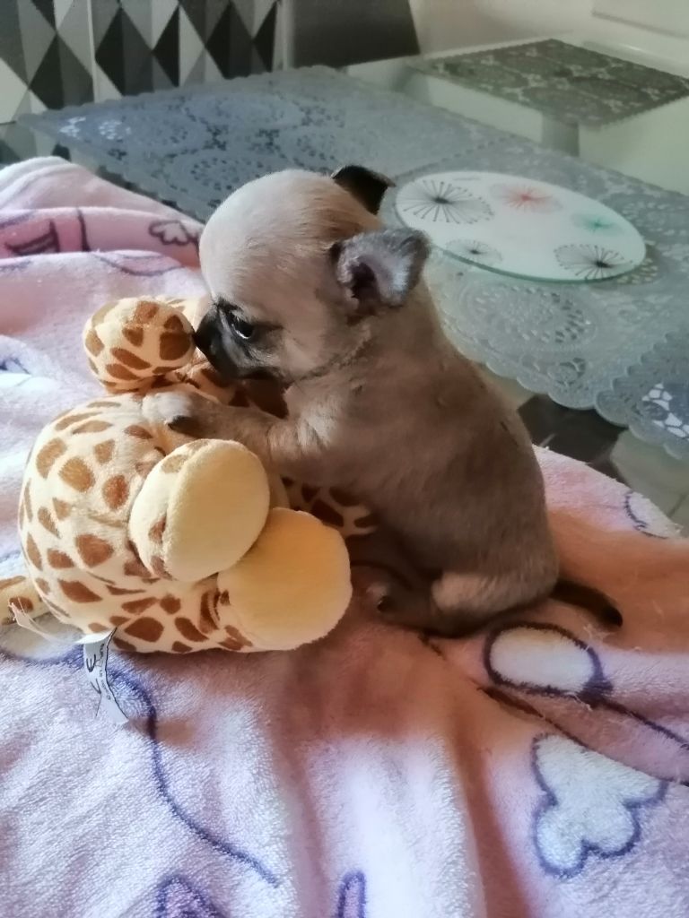 S channel du moulin des petits gringos