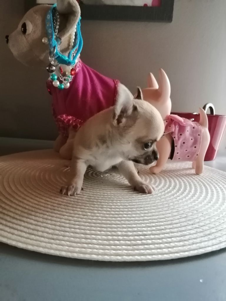 S channel du moulin des petits gringos