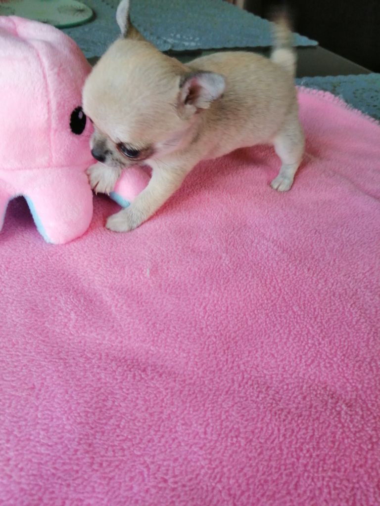 She-ra Du moulin des petits gringos