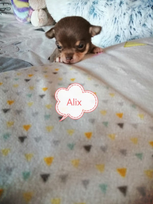 Les chiots de Chihuahua