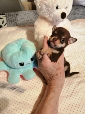 Les chiots de Chihuahua