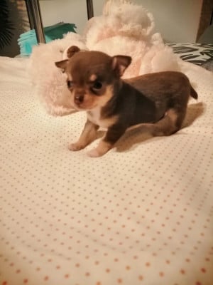Les chiots de Chihuahua