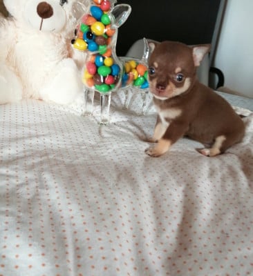 Les chiots de Chihuahua
