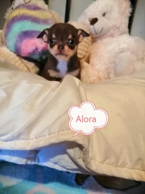 Les chiots de Chihuahua