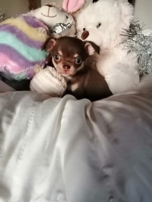 Les chiots de Chihuahua
