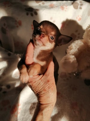 Les chiots de Chihuahua