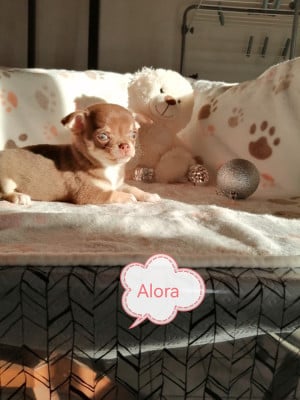 Les chiots de Chihuahua