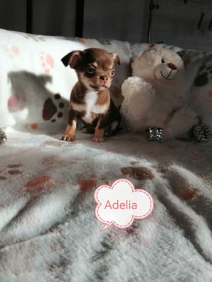 Les chiots de Chihuahua