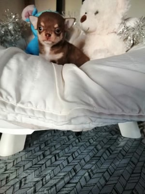 Les chiots de Chihuahua
