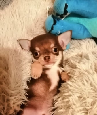 Les chiots de Chihuahua