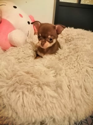 Les chiots de Chihuahua