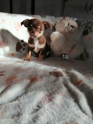 Les chiots de Chihuahua