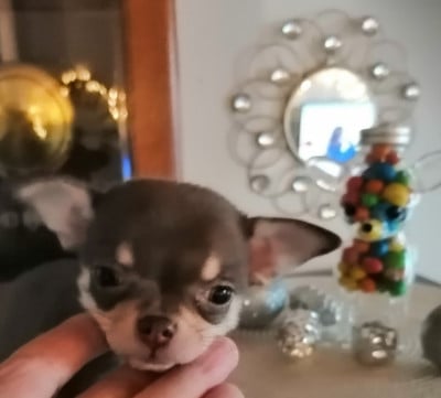 Les chiots de Chihuahua