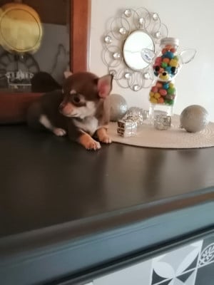 Les chiots de Chihuahua