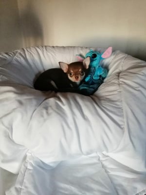 Les chiots de Chihuahua