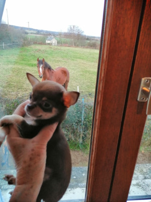 Les chiots de Chihuahua