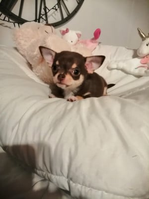 Les chiots de Chihuahua