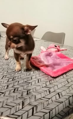Les chiots de Chihuahua