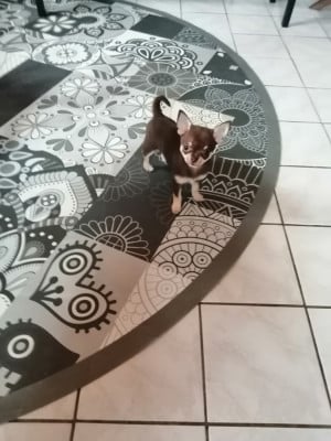 Les chiots de Chihuahua