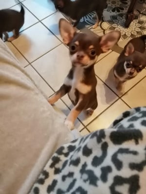 Les chiots de Chihuahua