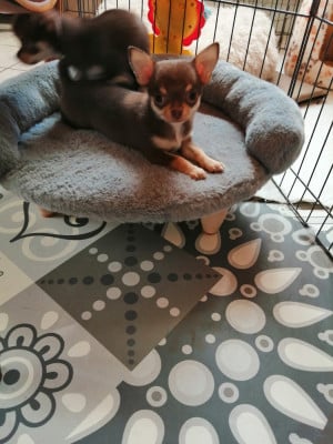 Les chiots de Chihuahua