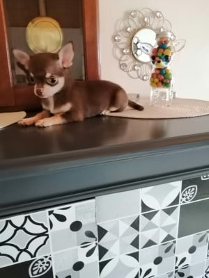 Les chiots de Chihuahua