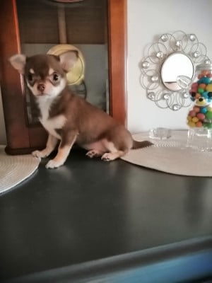 Les chiots de Chihuahua