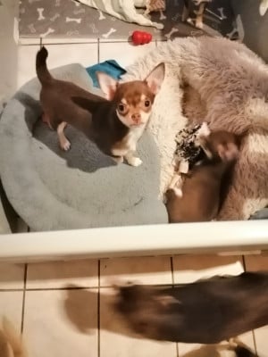Les chiots de Chihuahua