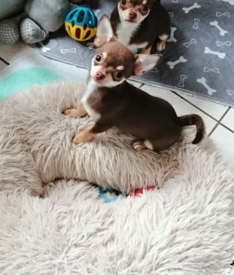 Les chiots de Chihuahua