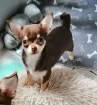 Les chiots de Chihuahua