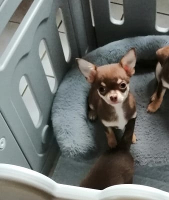 Les chiots de Chihuahua