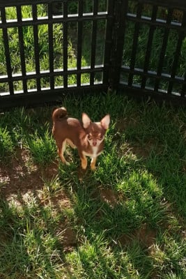 Les chiots de Chihuahua