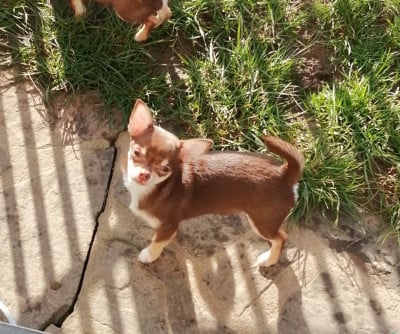 Les chiots de Chihuahua