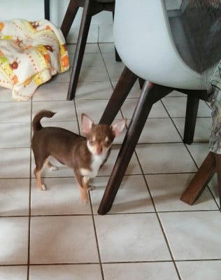 Les chiots de Chihuahua