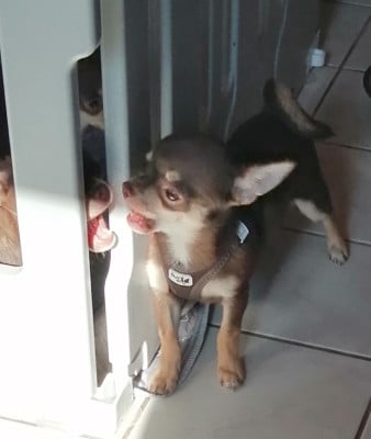 Les chiots de Chihuahua