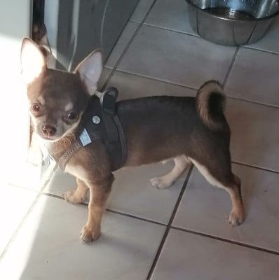 Les chiots de Chihuahua