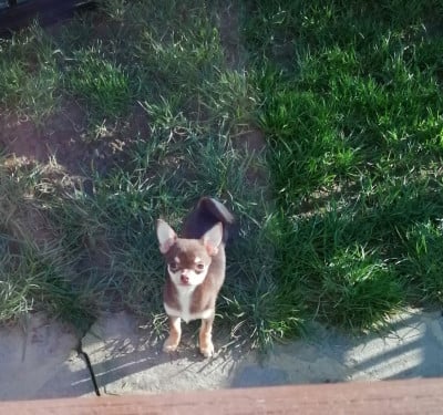 Les chiots de Chihuahua