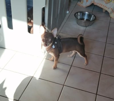 Les chiots de Chihuahua